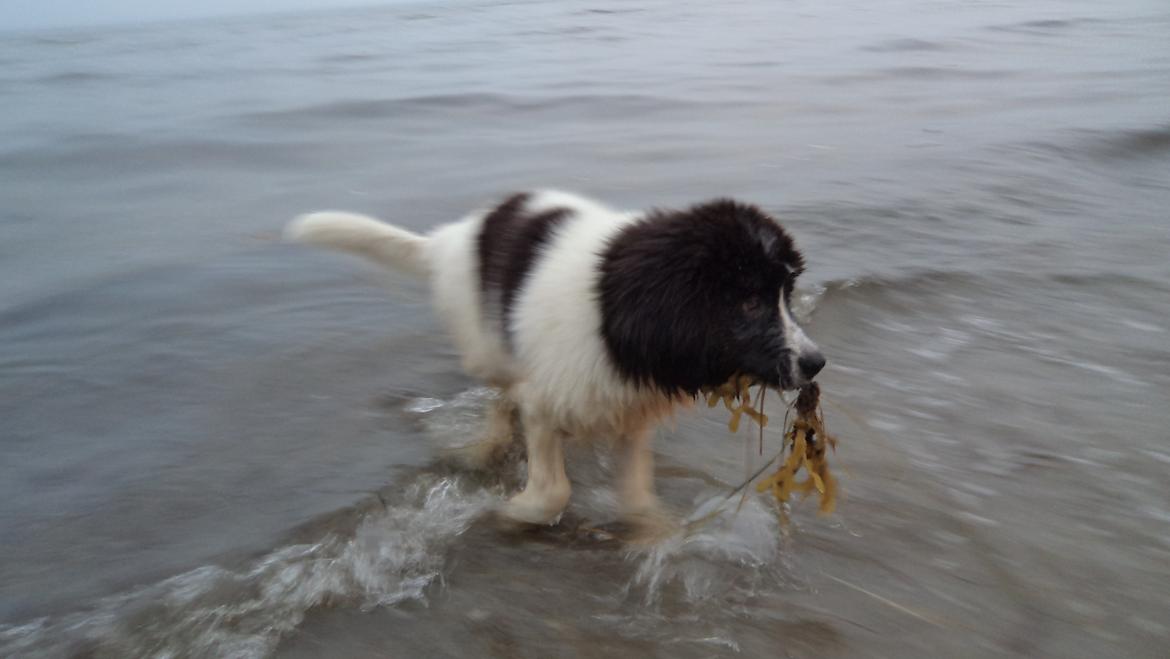 Landseer Nanaa - Apenayaa's Angelic Angel - Man er vel vandhund!

Mon den her iøvrigt giver belønning? billede 12