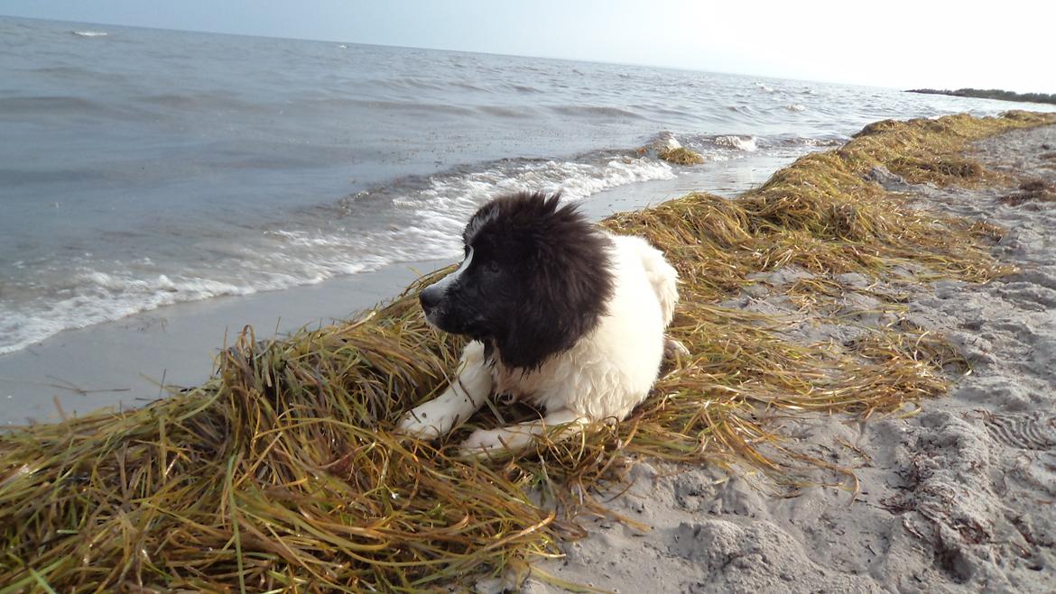 Landseer Nanaa - Apenayaa's Angelic Angel - De siger det her er et rigtigt Landseer-billede!
Hvad mon de mener? billede 13