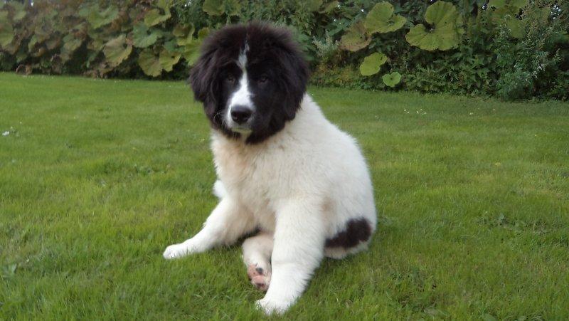 Landseer Nanaa - Apenayaa's Angelic Angel - 15 uger gammel bamsebasse. Og ja, ja - jeg er jo bare lækker! billede 14