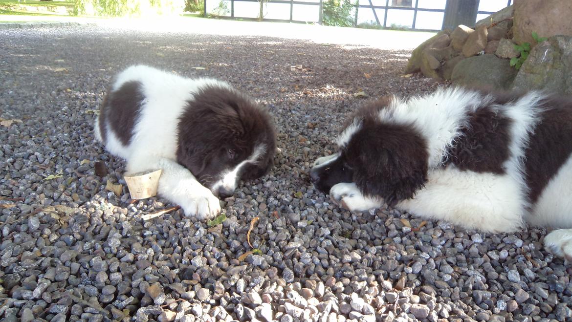 Landseer Nanaa - Apenayaa's Angelic Angel - Hygge med min brormand Lucky billede 15