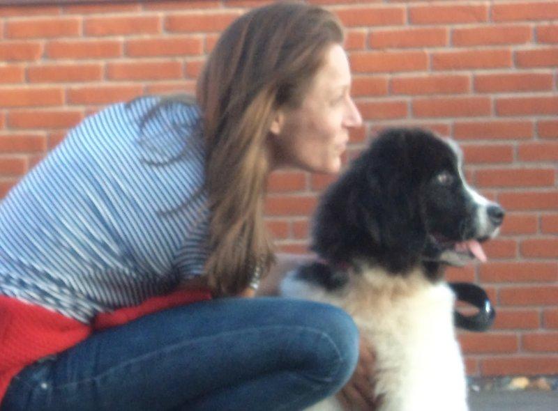 Landseer Nanaa - Apenayaa's Angelic Angel - Skolestart - 1. dag på hundeskolen, 15 uger gammel.  billede 16