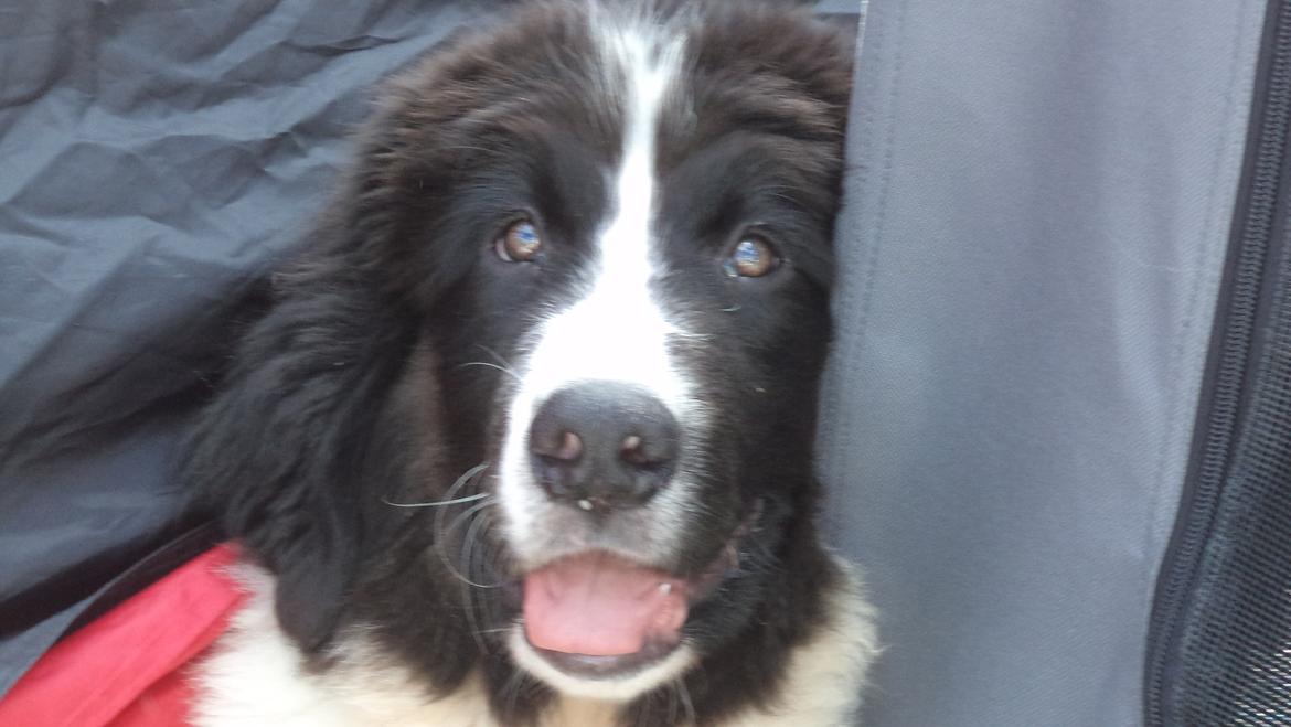 Landseer Nanaa - Apenayaa's Angelic Angel - På min første udstilling - i babyklasse hos KHKG 04.08.12. Hvad mon det går ud på?    billede 17