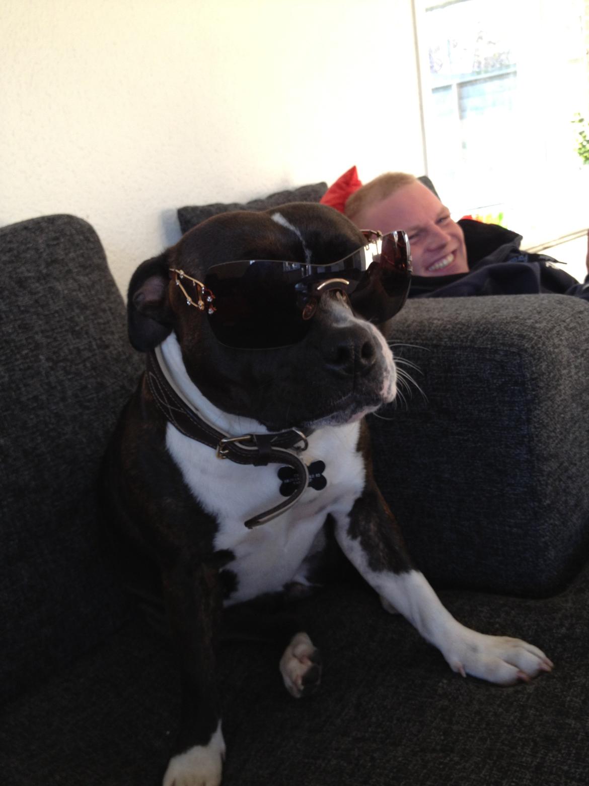 Staffordshire bull terrier Staff Royals Good Chanel billede 7