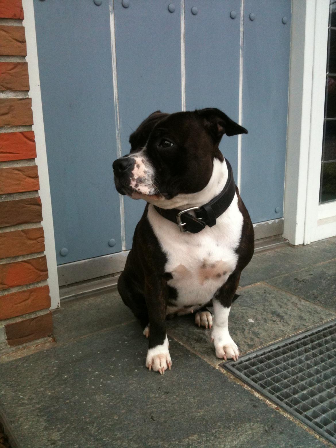 Staffordshire bull terrier Staff Royals Good Chanel billede 8