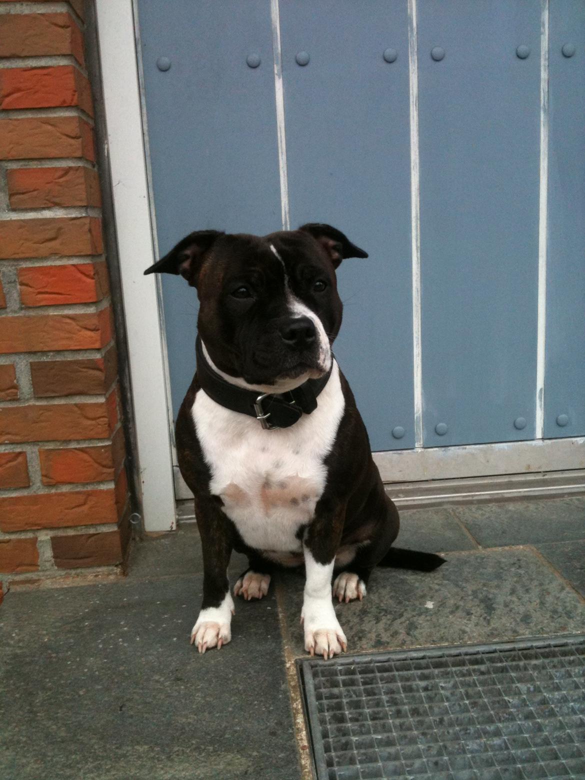 Staffordshire bull terrier Staff Royals Good Chanel billede 9