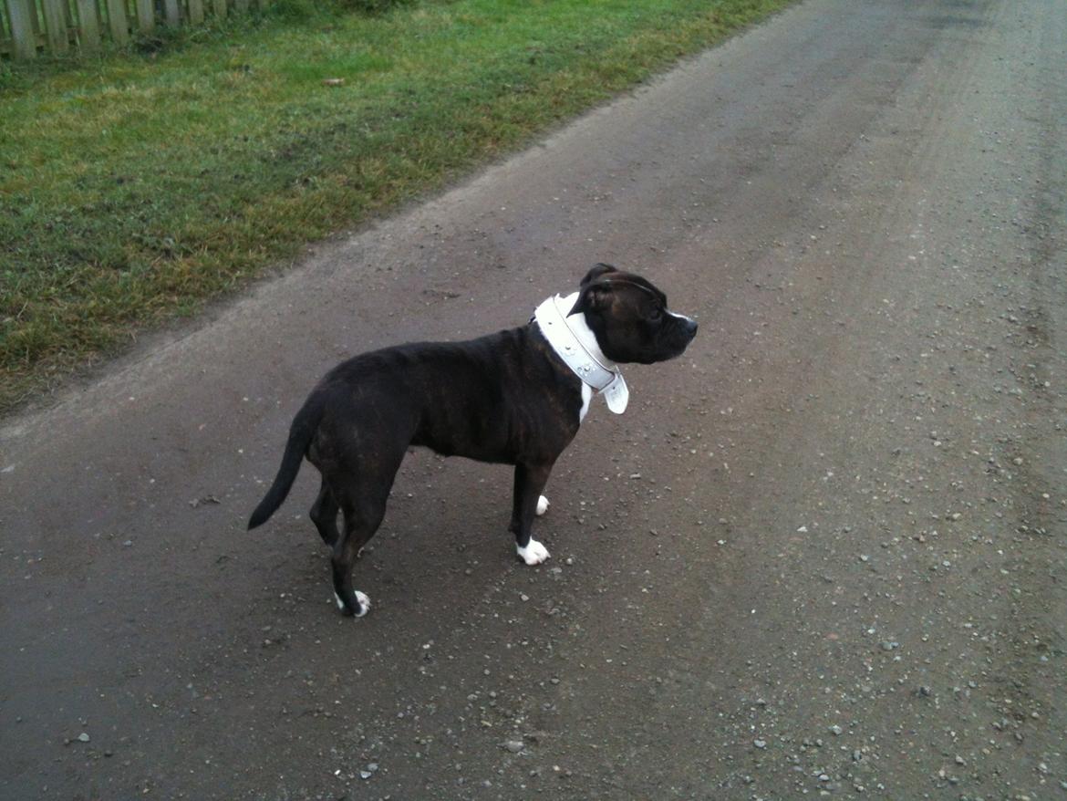 Staffordshire bull terrier Staff Royals Good Chanel billede 10