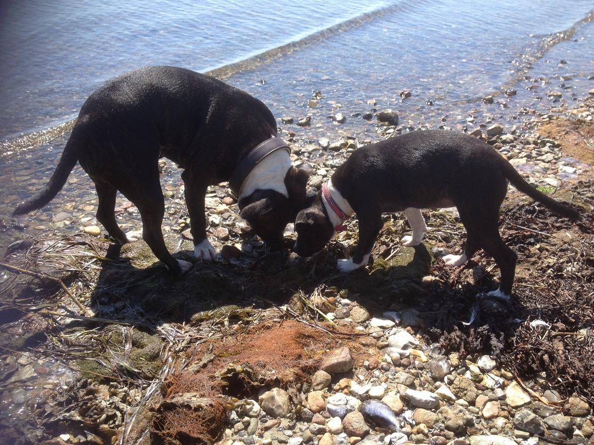 Staffordshire bull terrier Staff Royals Good Chanel billede 11