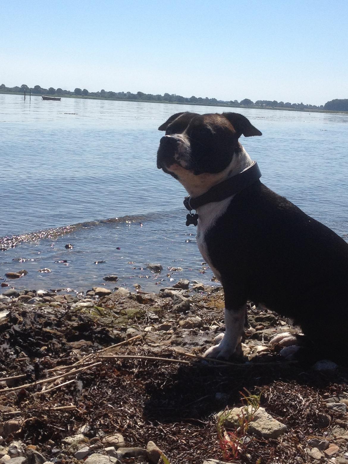 Staffordshire bull terrier Staff Royals Good Chanel billede 12