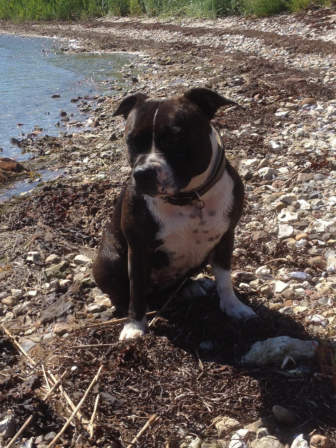 Staffordshire bull terrier Staff Royals Good Chanel billede 13