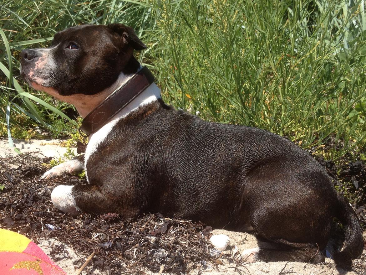 Staffordshire bull terrier Staff Royals Good Chanel billede 14