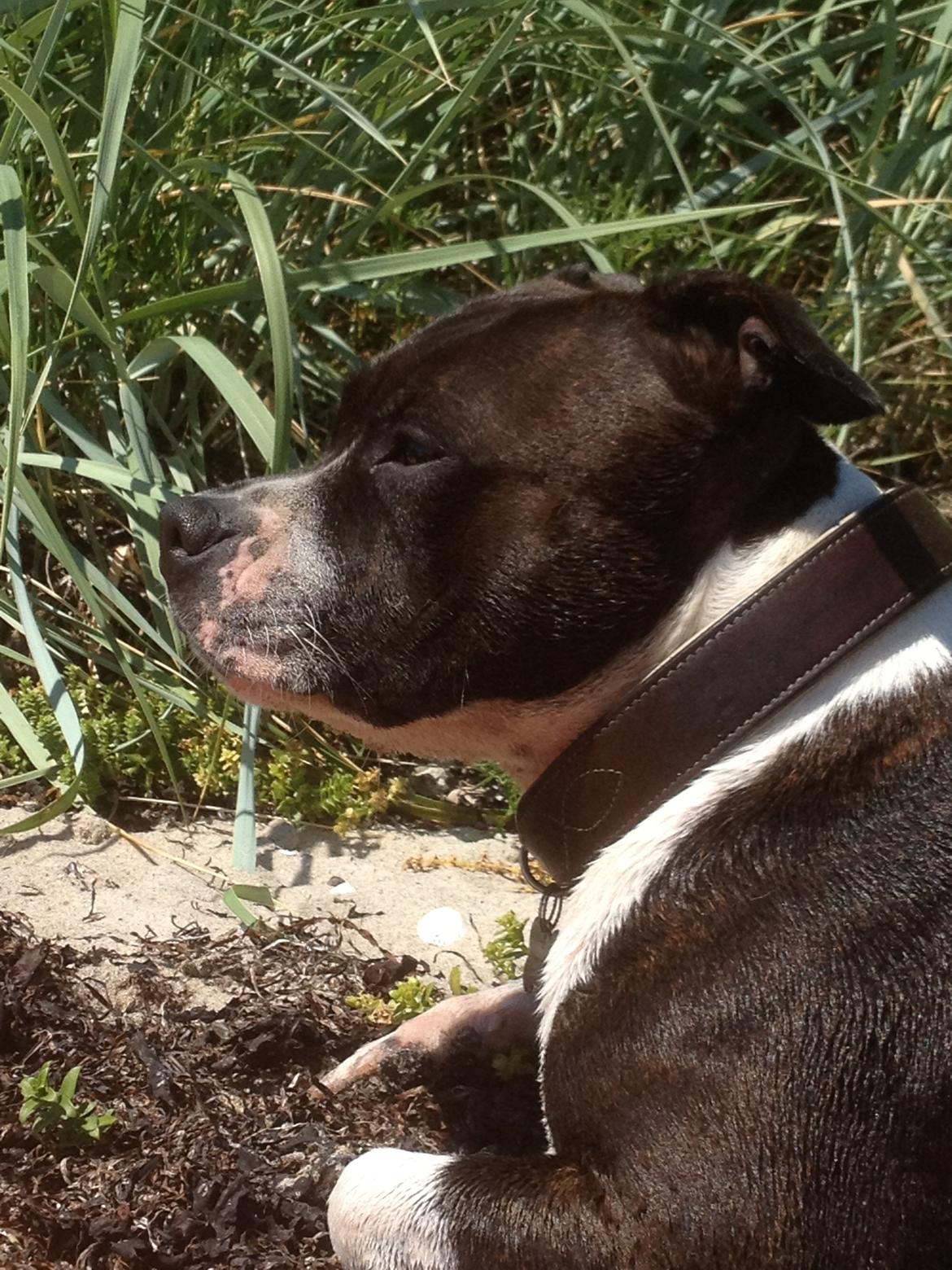 Staffordshire bull terrier Staff Royals Good Chanel billede 15