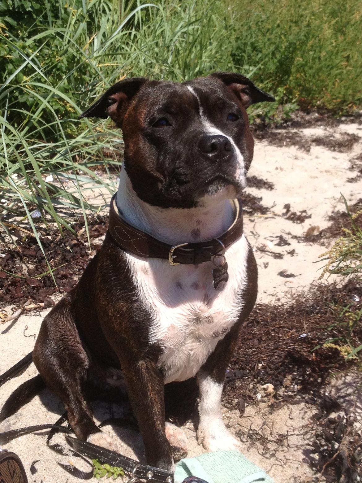 Staffordshire bull terrier Staff Royals Good Chanel billede 16