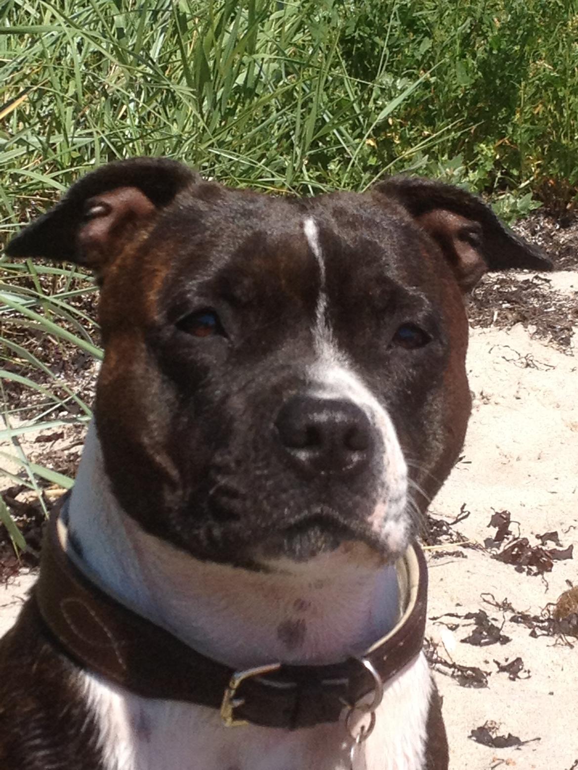 Staffordshire bull terrier Staff Royals Good Chanel billede 1