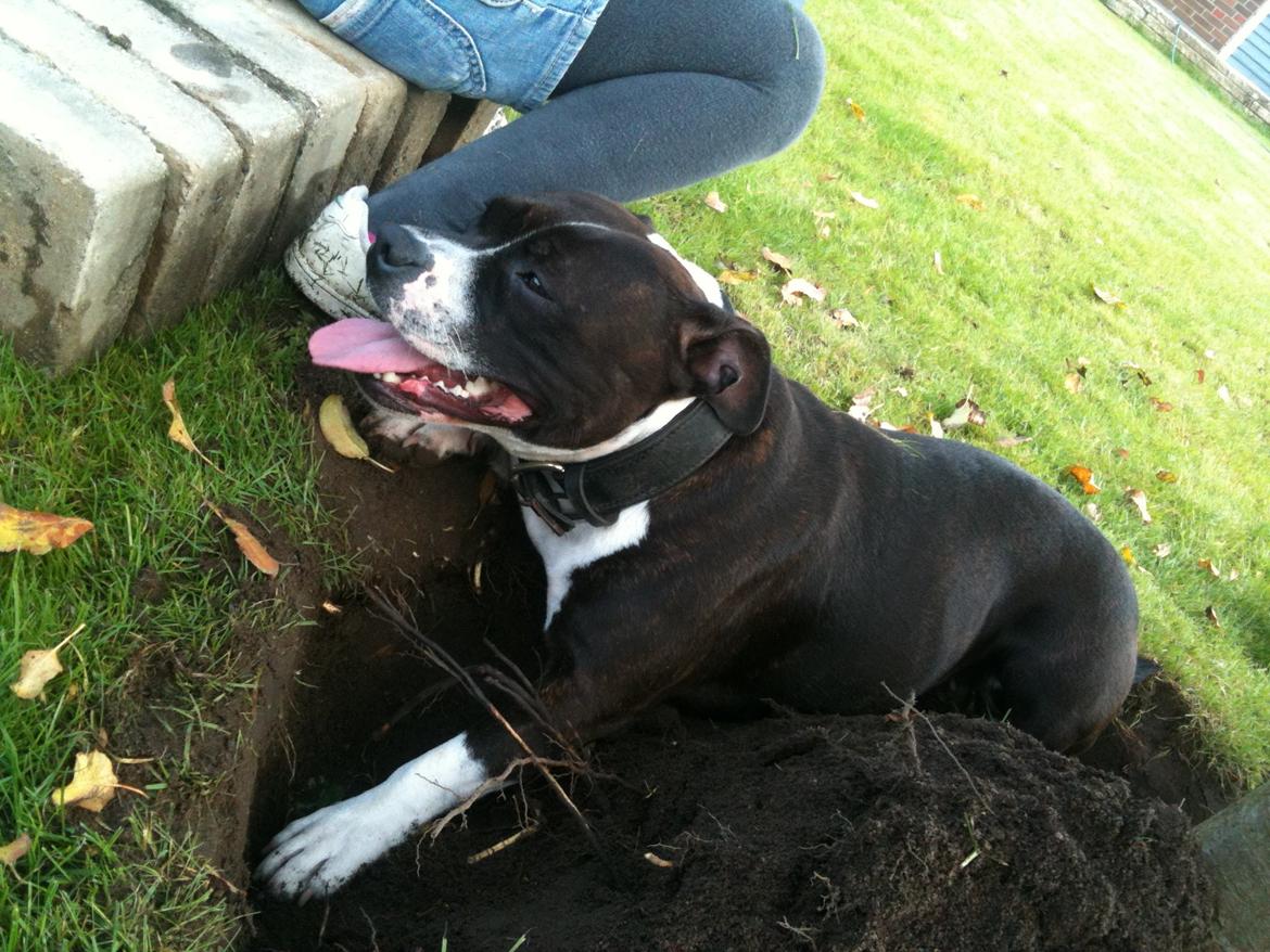 Staffordshire bull terrier Staff Royals Good Chanel billede 17