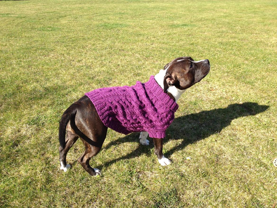 Staffordshire bull terrier Staff Royals Good Chanel billede 18