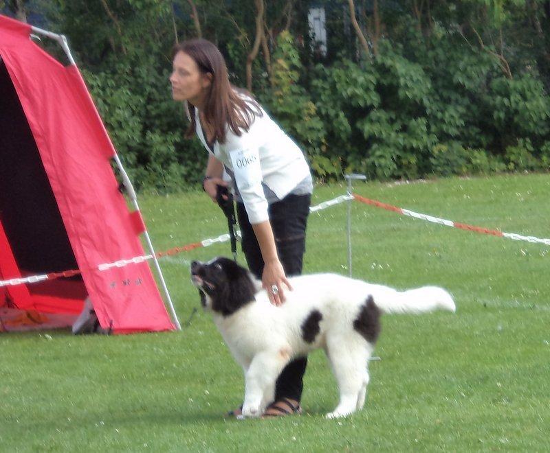 Landseer Nanaa - Apenayaa's Angelic Angel - I udstillingsringen for første gang. Det var skægt! De skrev at jeg var excellent og særdeles lovende... Ved ikke lige hvad det betyder, men jeg fik en fin rød roset med hjem. billede 18