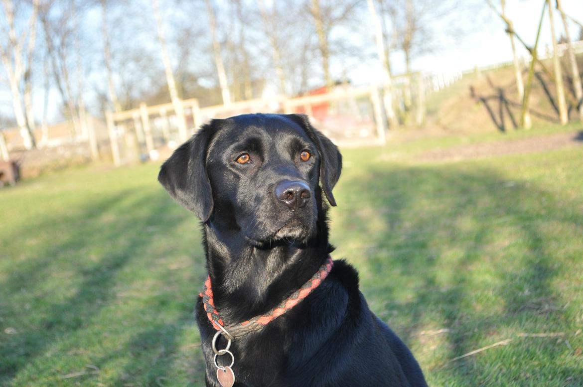 Labrador retriever Luke billede 17