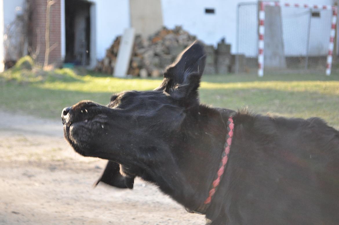 Labrador retriever Luke billede 18