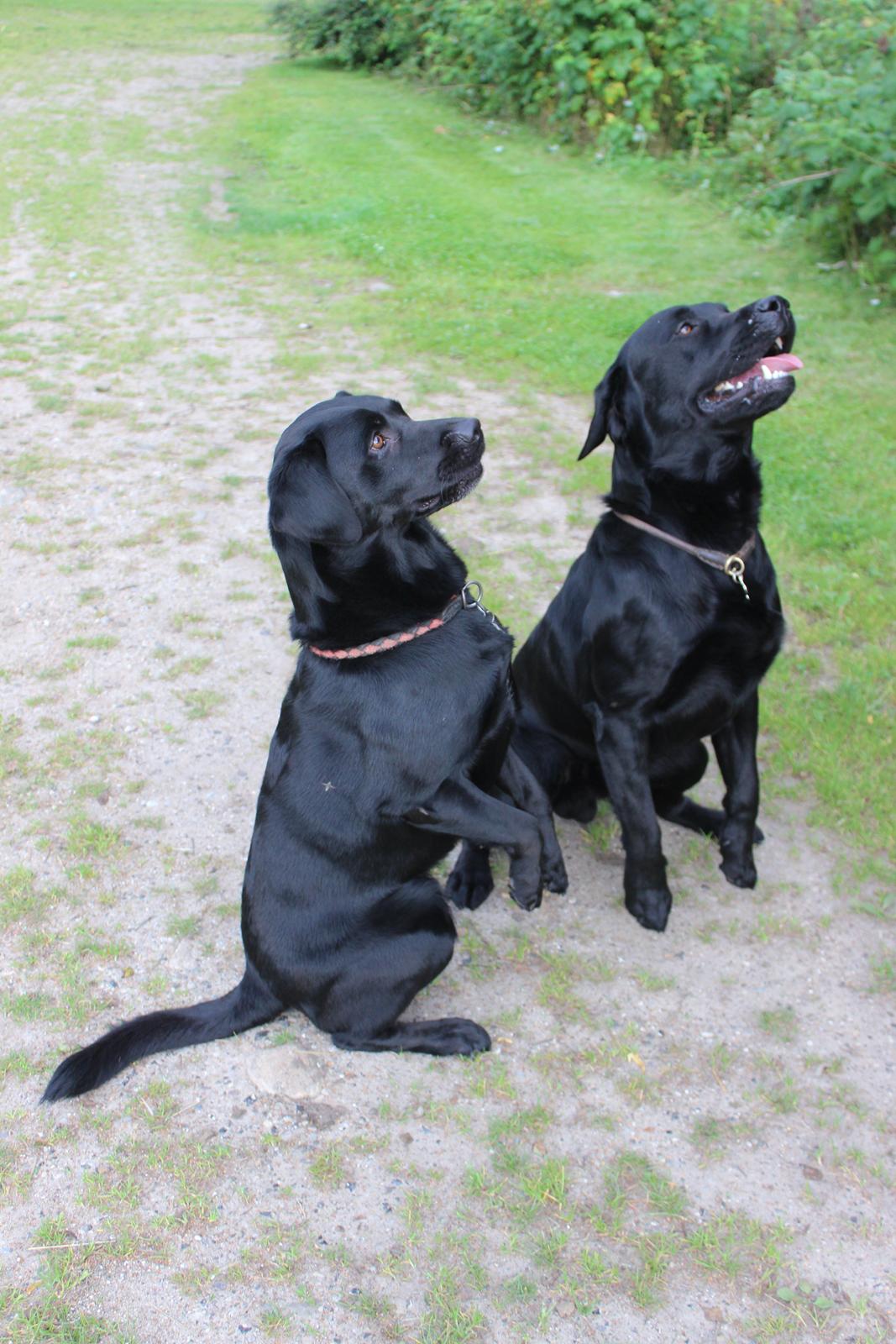 Labrador retriever Luke billede 19