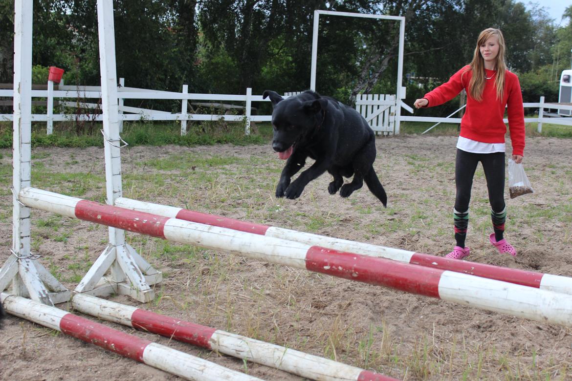 Labrador retriever Luke billede 20