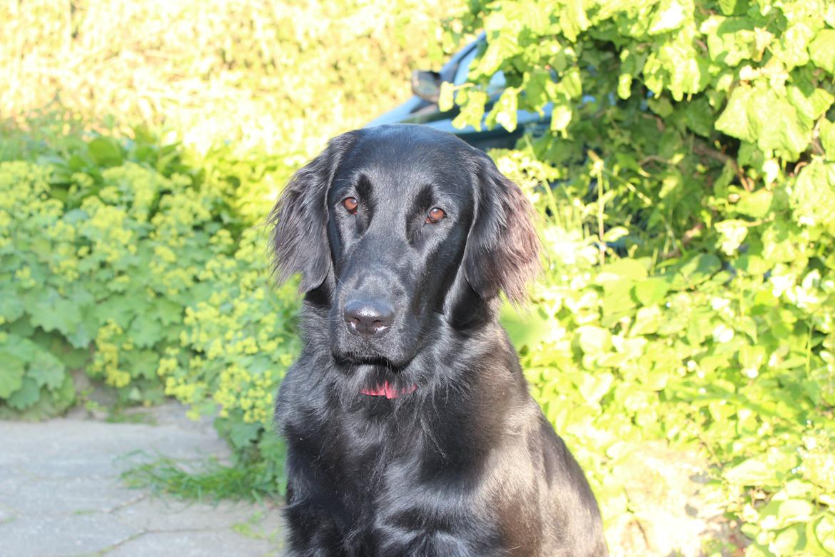 Flat coated retriever Lea billede 3