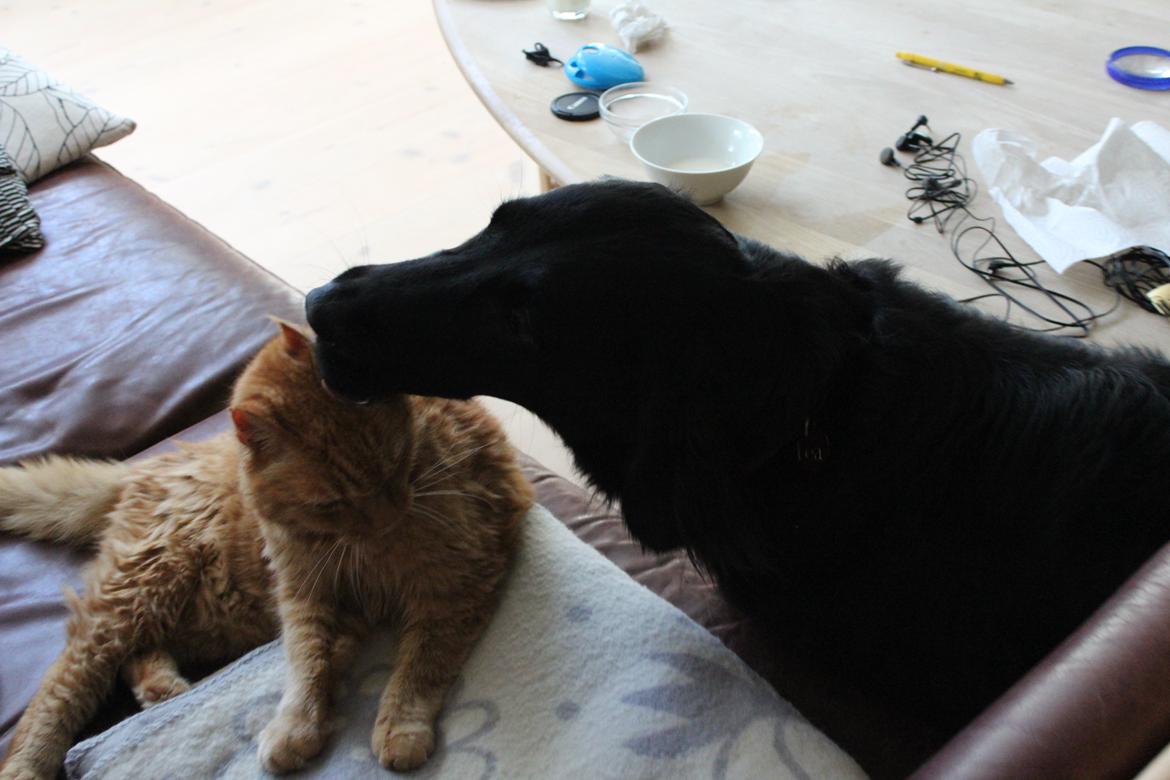 Flat coated retriever Lea - Lea og vores nu afdøde kat. billede 2