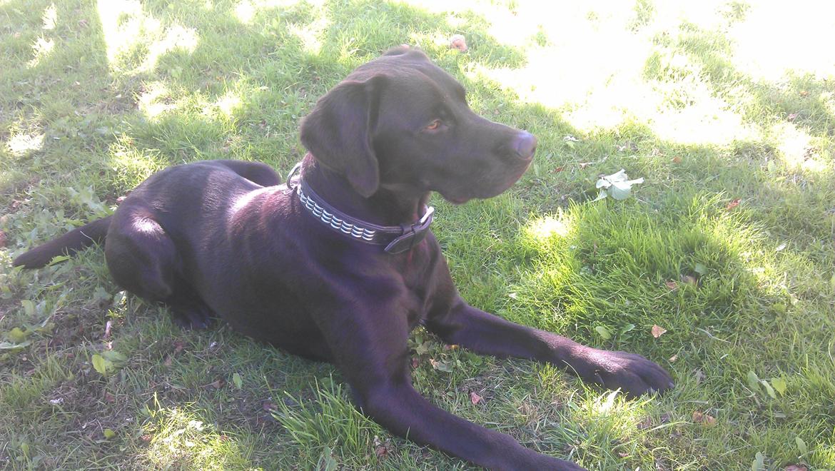 Labrador retriever Basse - <3 Basse <3 1 år og 4 måneder!  billede 9