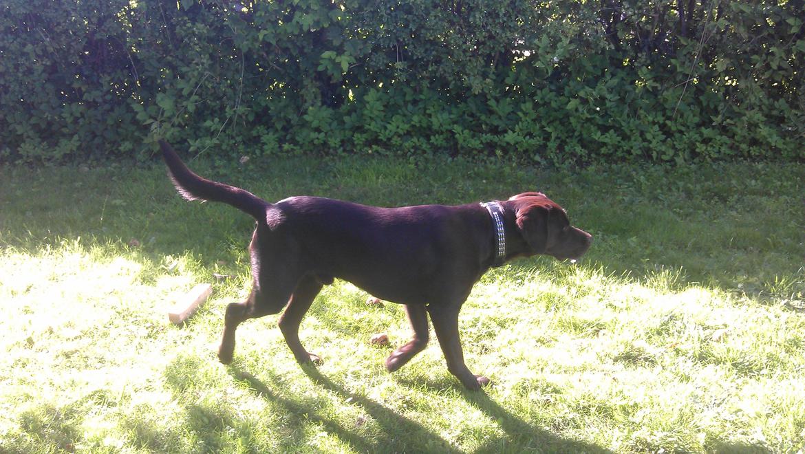 Labrador retriever Basse - <3 Basse <3 1 år og 4 måneder!  billede 10