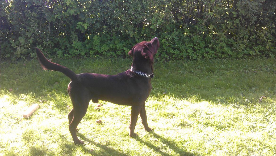 Labrador retriever Basse - <3 Basse <3 1 år og 4 måneder!  billede 11