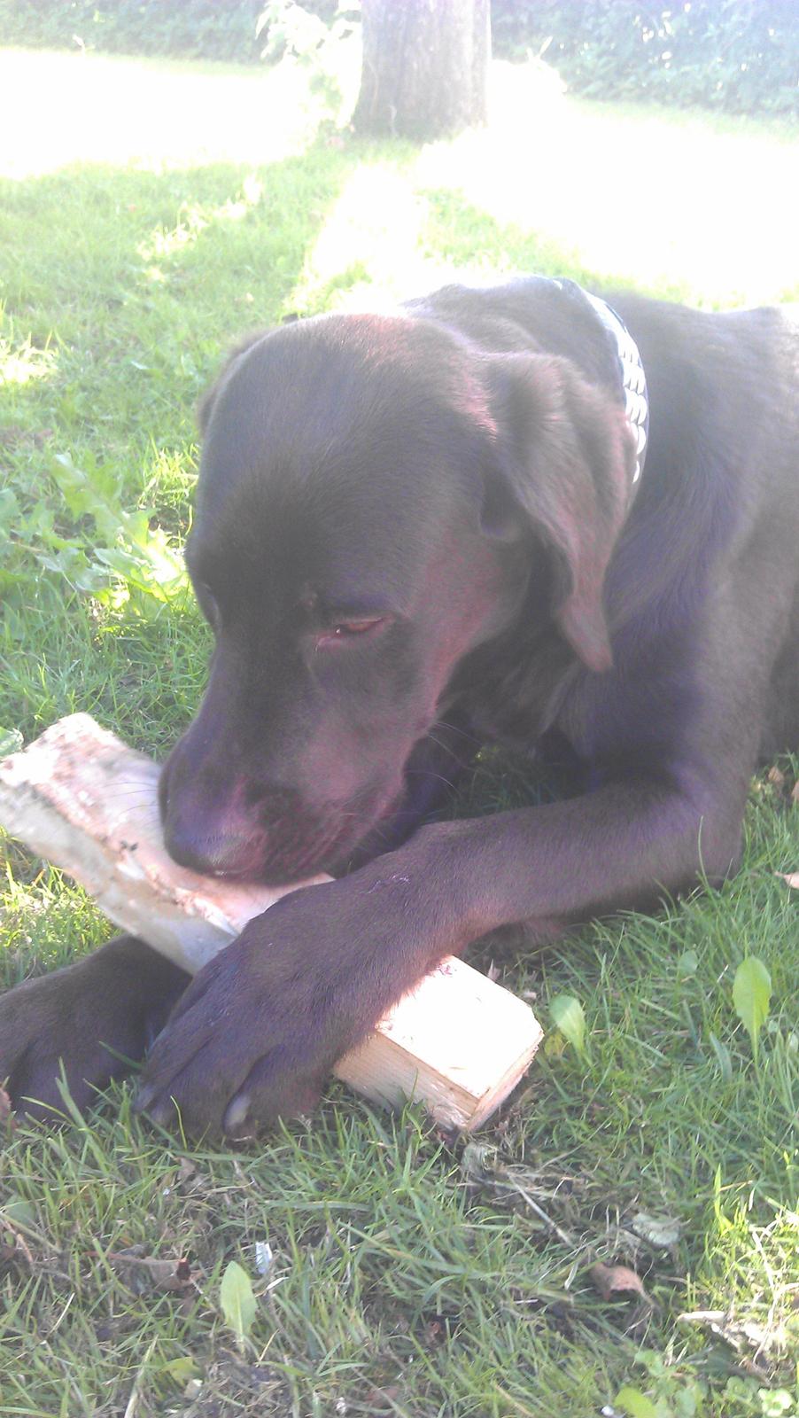 Labrador retriever Basse - <3 Basse <3 1 år og 4 måneder!  billede 12