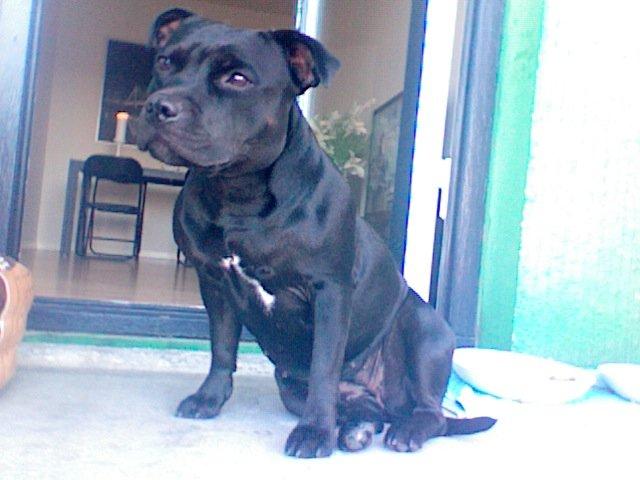 Staffordshire bull terrier Gucci. billede 3