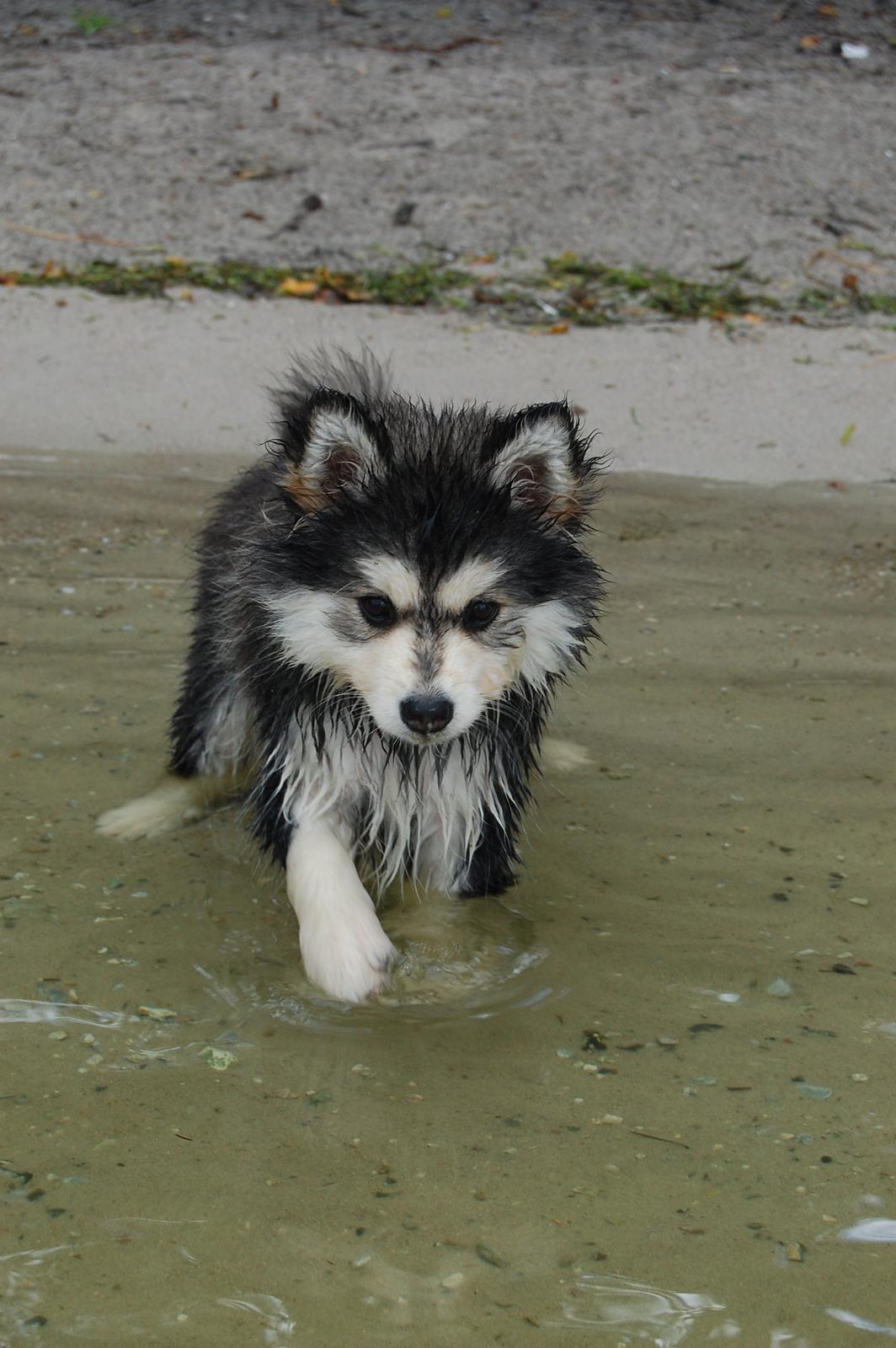 Finsk lapphund DKCH Lapinkaunis Mystique - Hun bliver en rigtig vandhund! billede 31