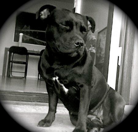 Staffordshire bull terrier Gucci. billede 1