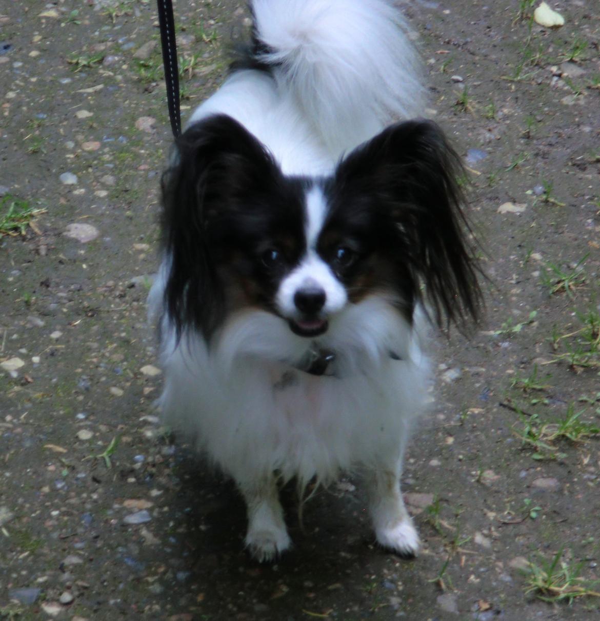 Papillon Chicca billede 3
