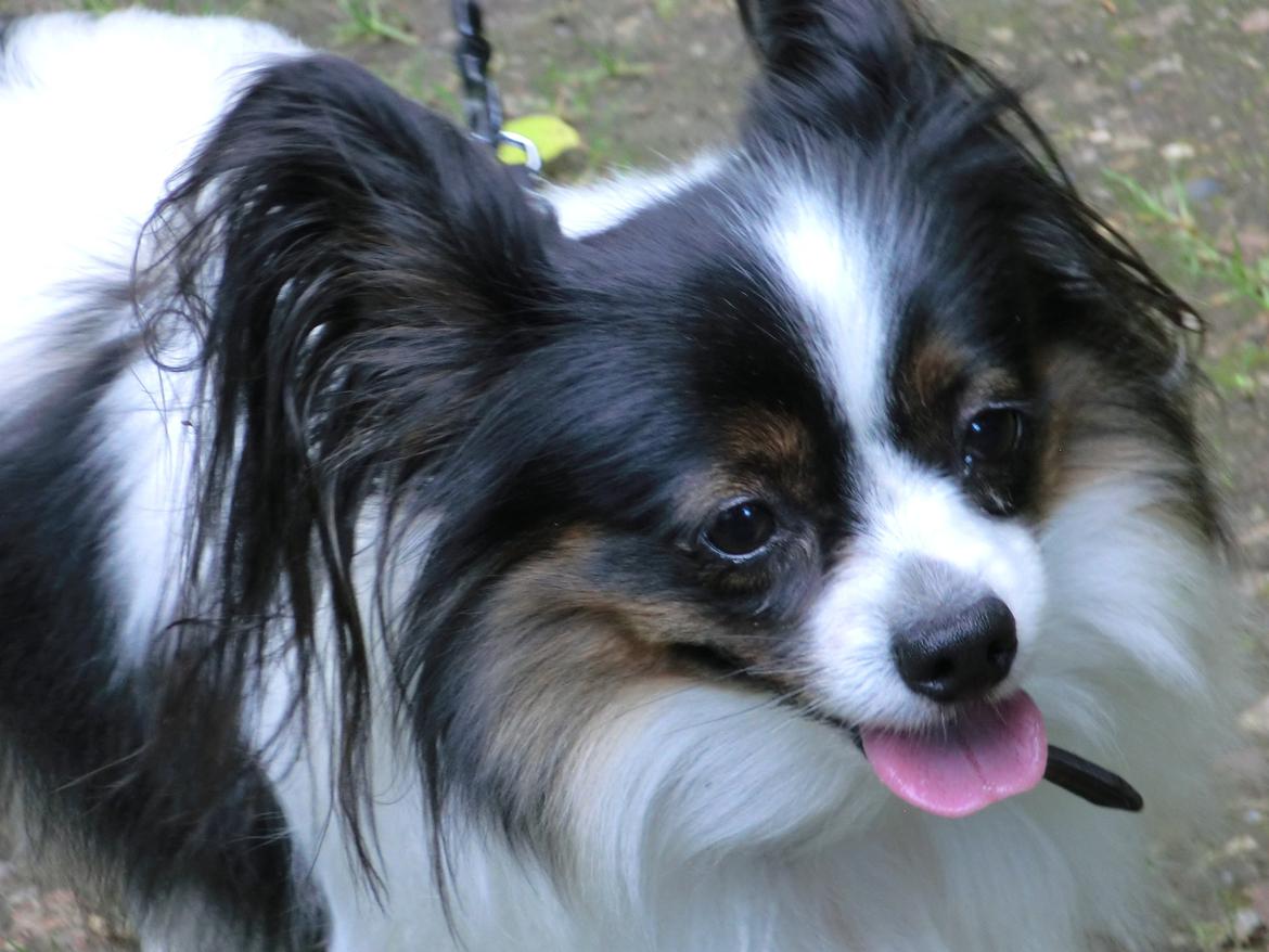 Papillon Chicca billede 2