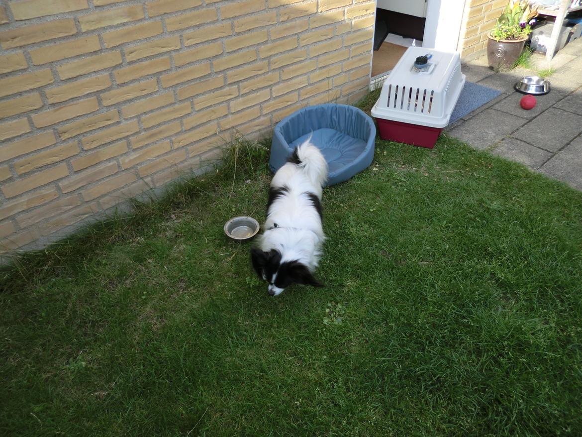 Papillon Chicca billede 4