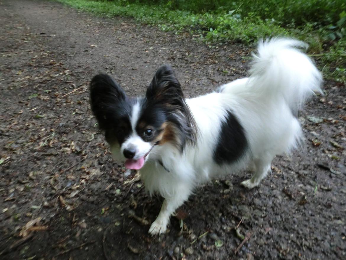 Papillon Chicca billede 5