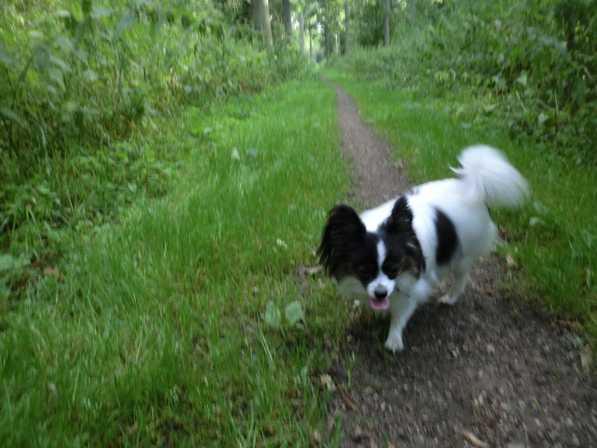 Papillon Chicca billede 6