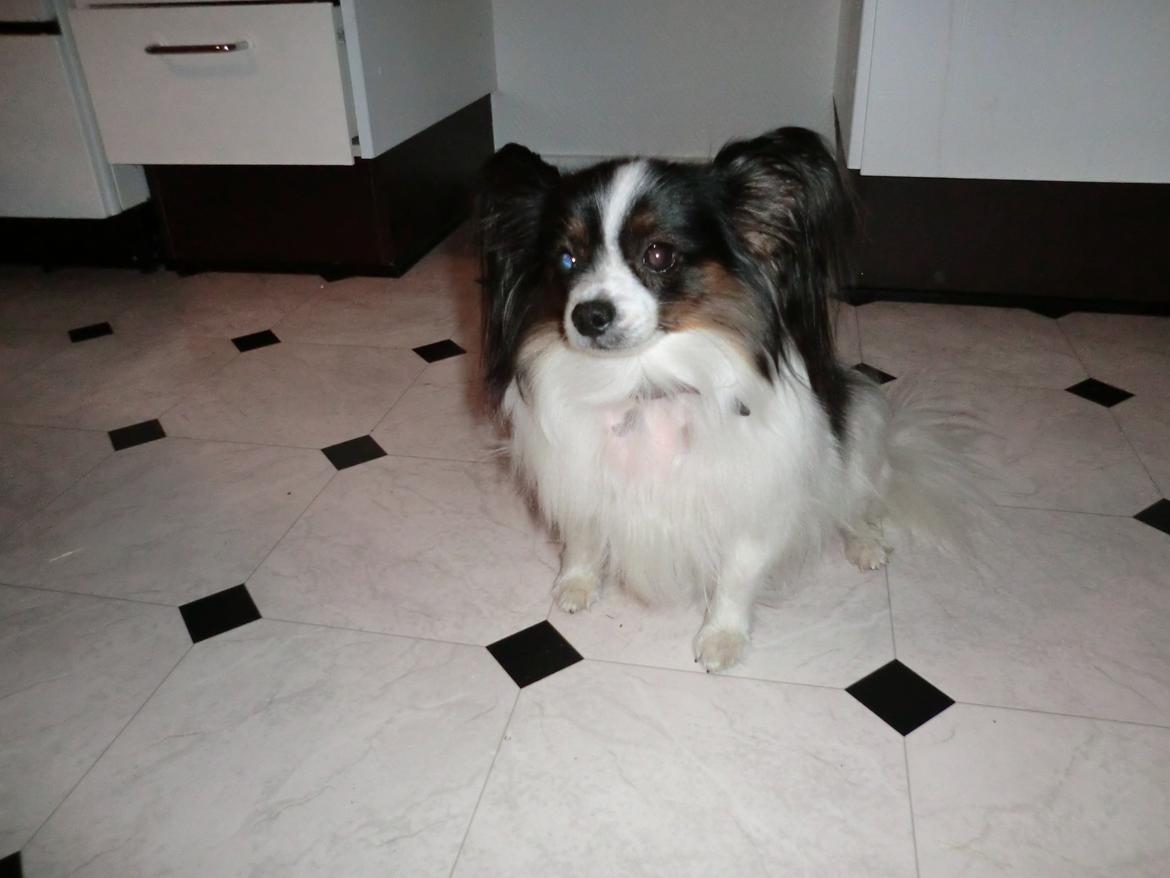 Papillon Chicca billede 7