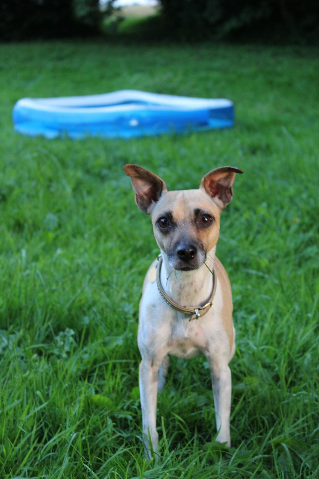 Blanding af racer Luca billede 14