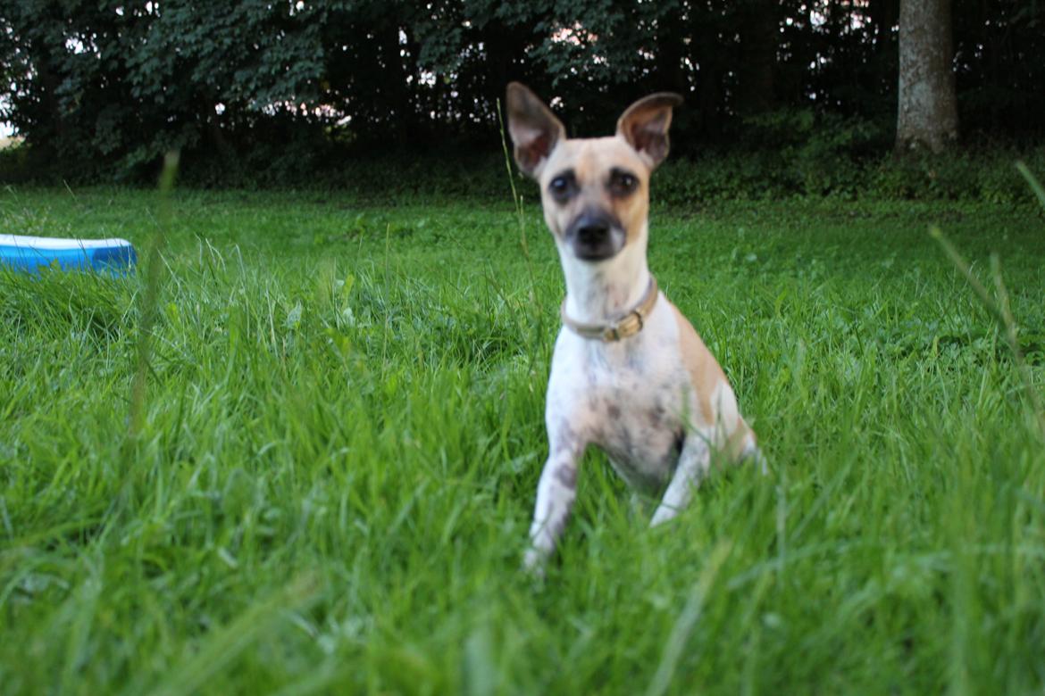 Blanding af racer Luca billede 15