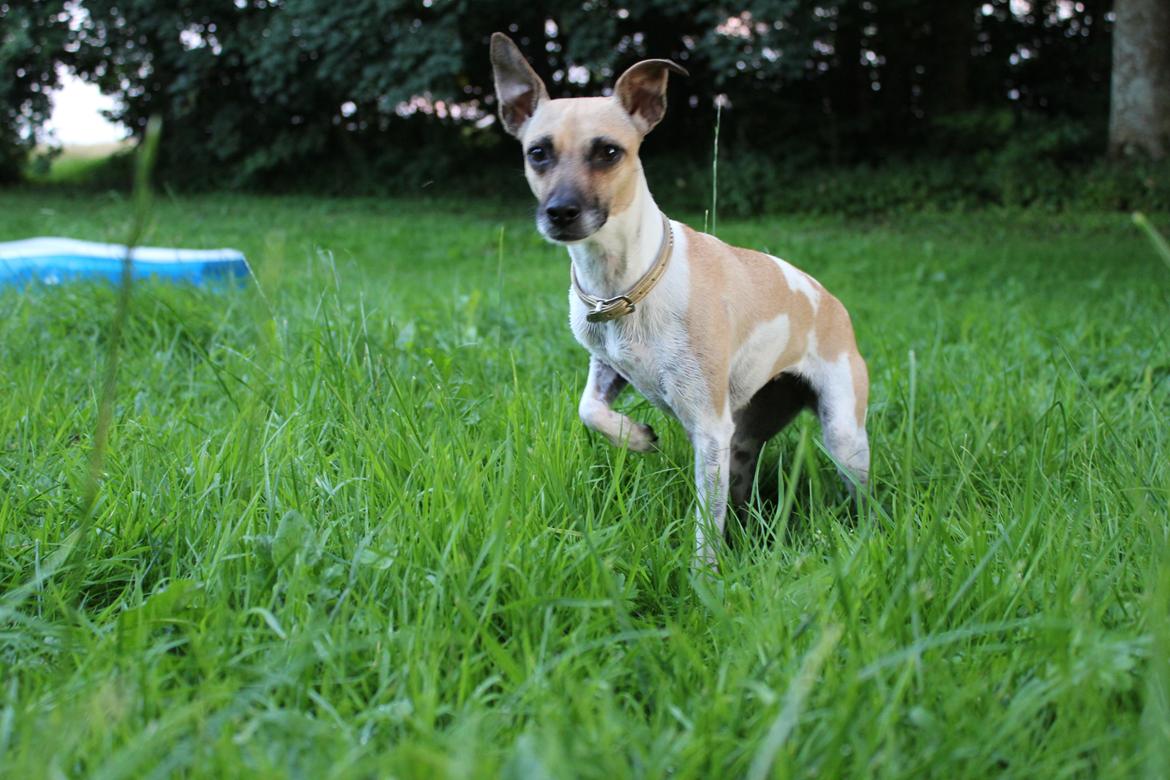 Blanding af racer Luca billede 16