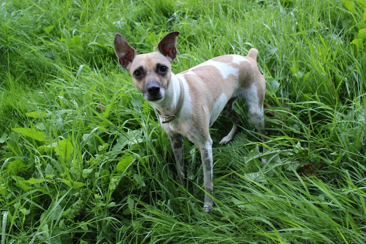 Blanding af racer Luca billede 1