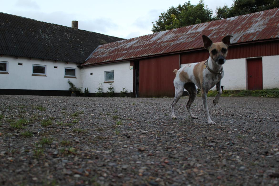 Blanding af racer Luca billede 17