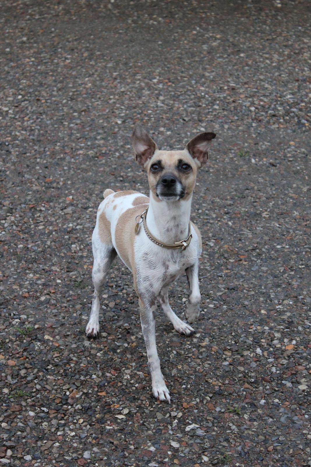 Blanding af racer Luca billede 18