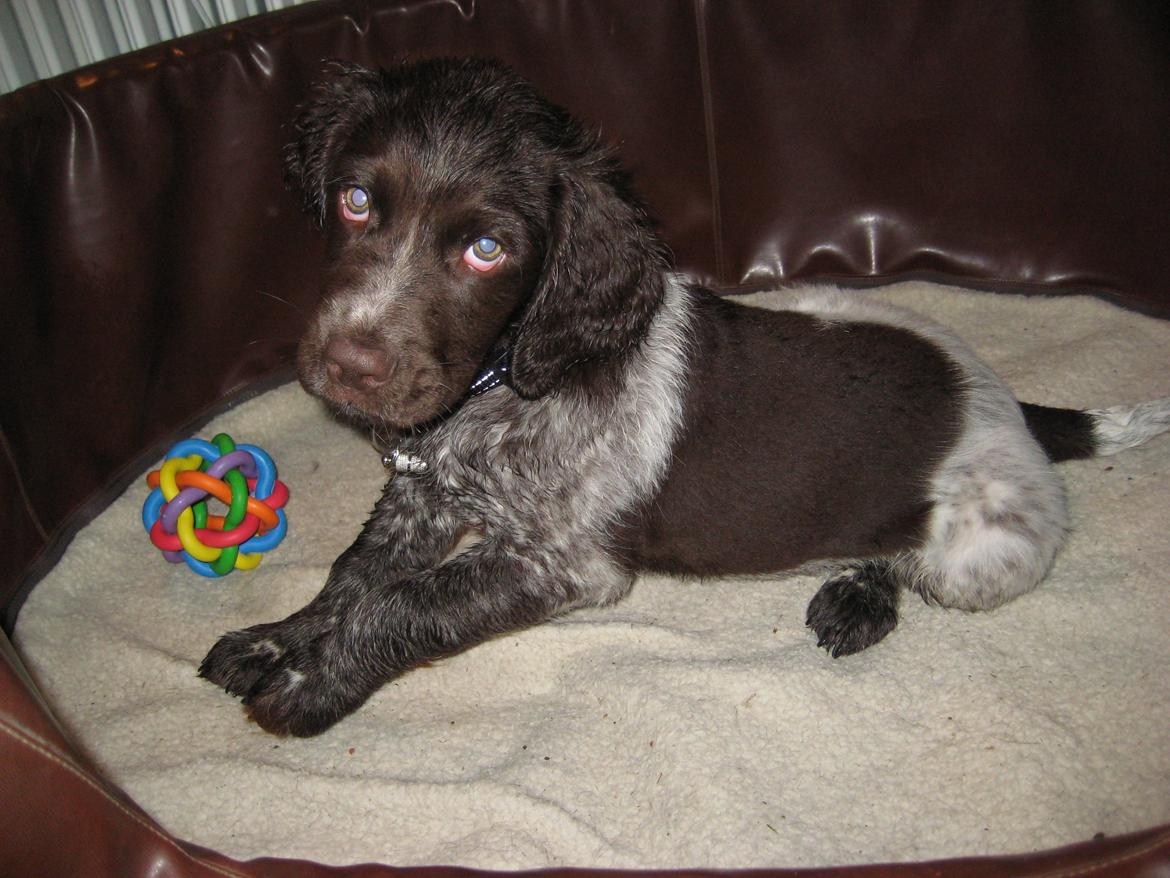 Kleiner münsterländer Bastian billede 1