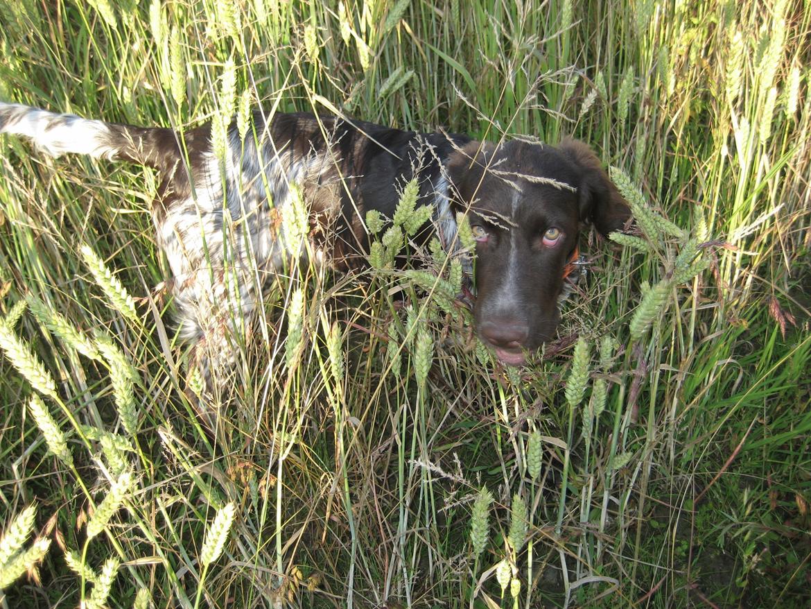 Kleiner münsterländer Bastian billede 2
