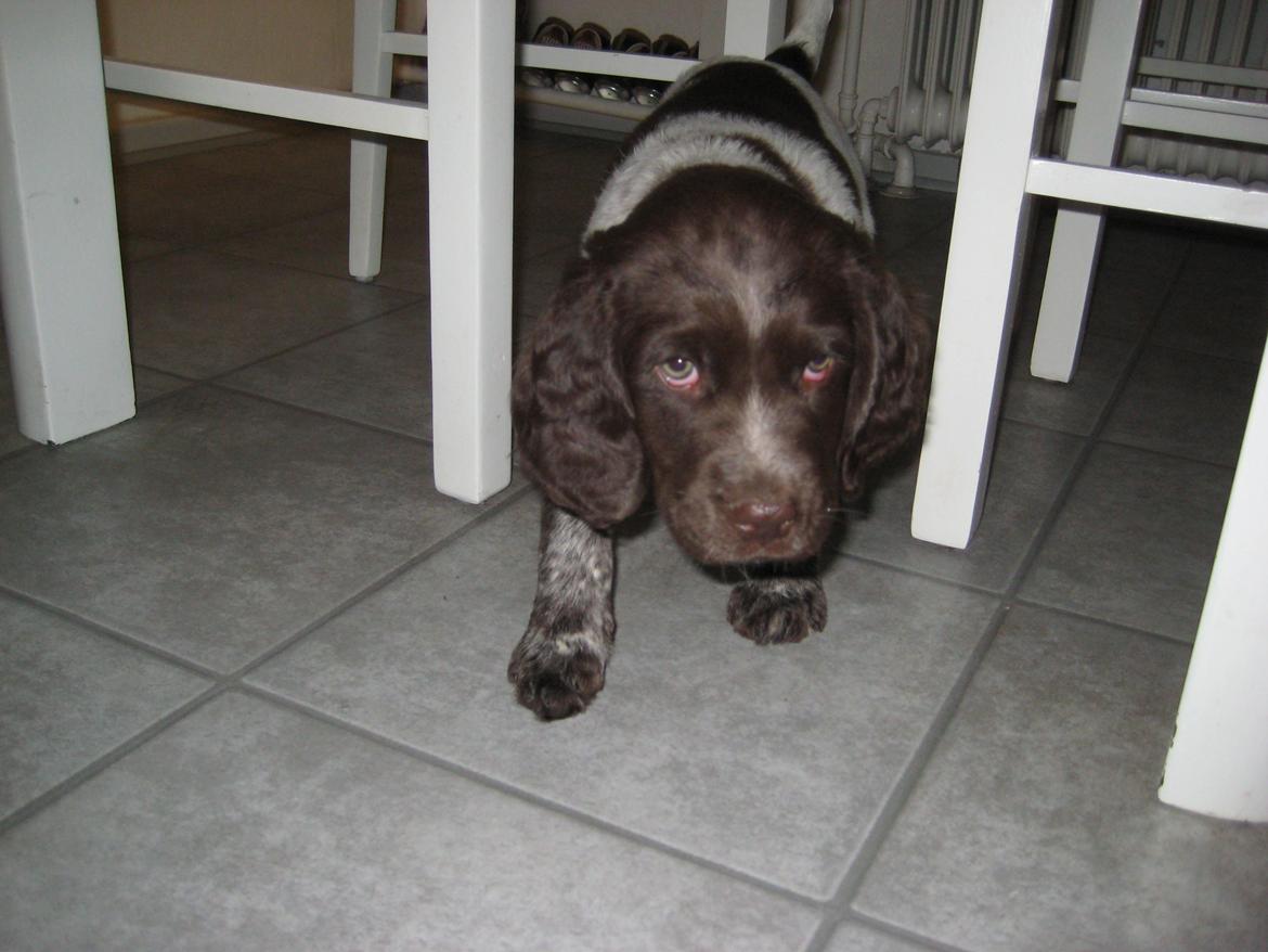 Kleiner münsterländer Bastian billede 3