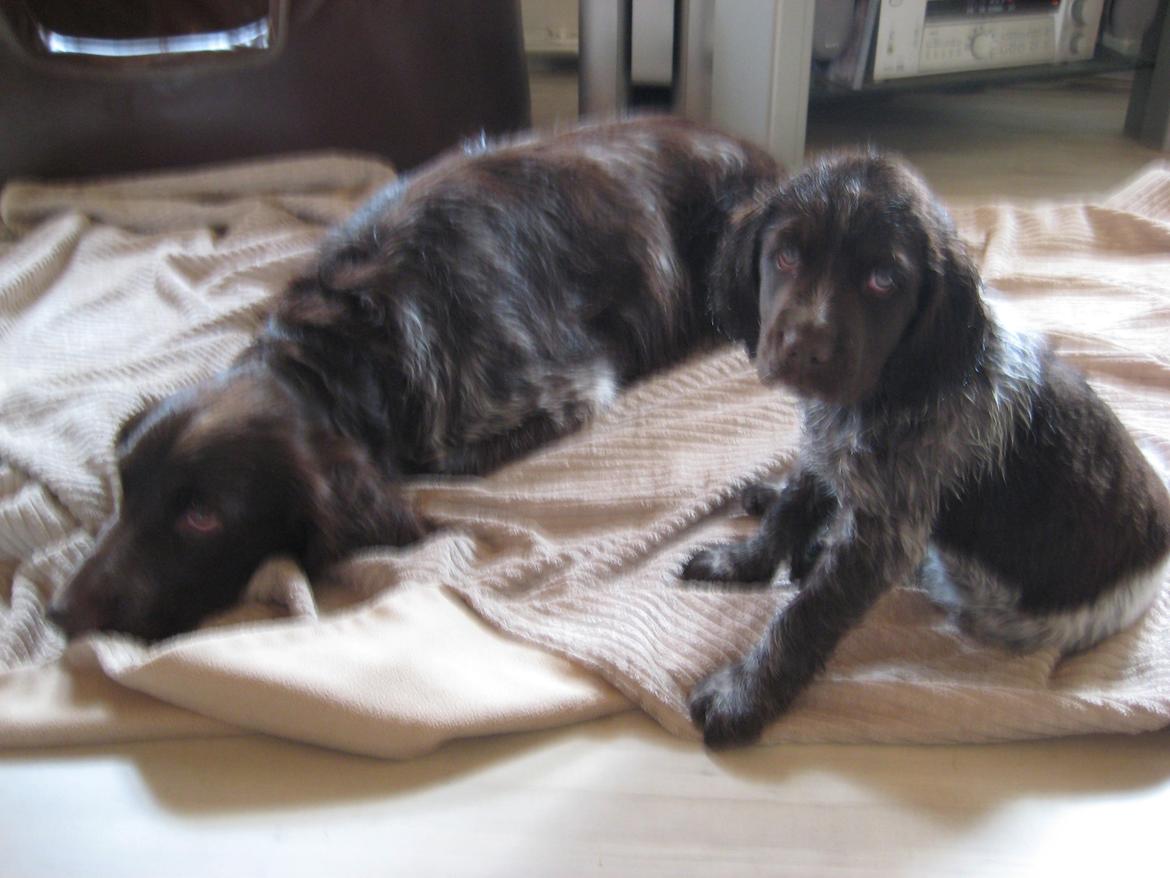 Kleiner münsterländer Bastian billede 4