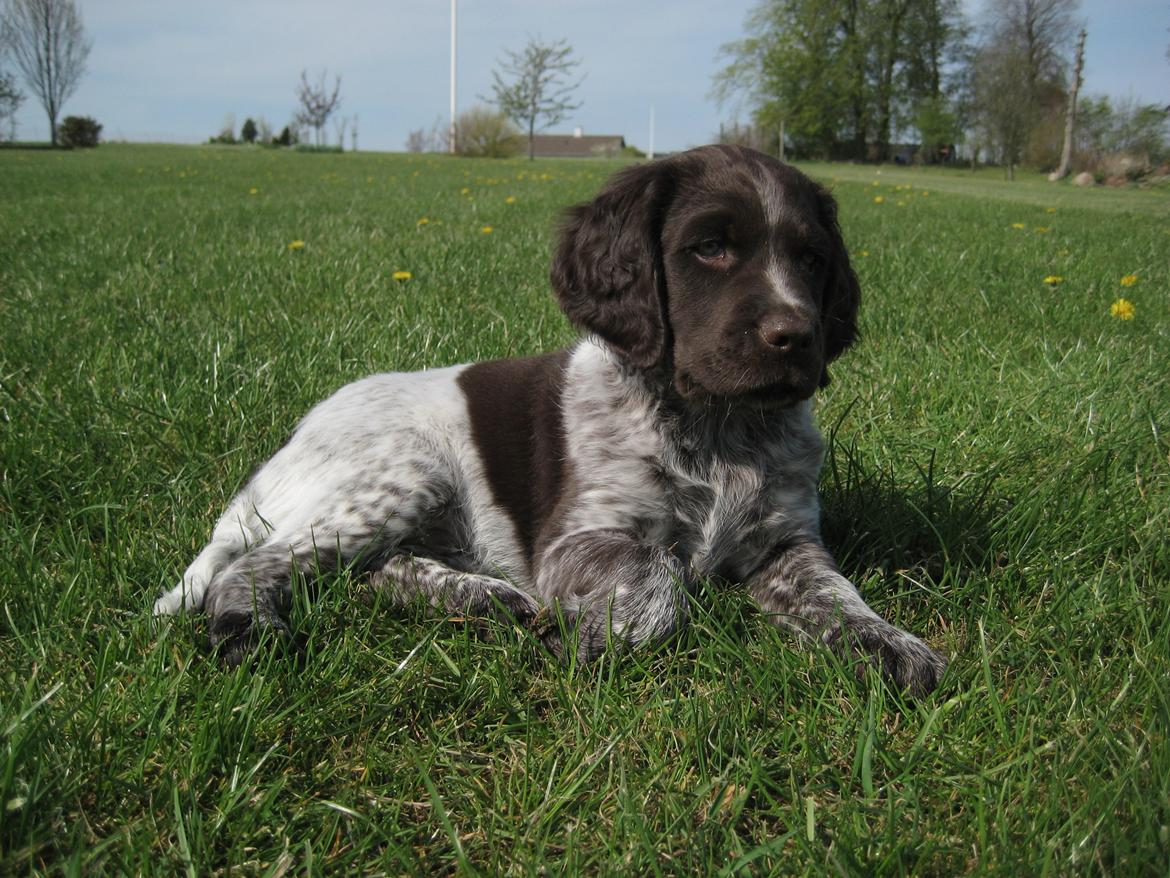 Kleiner münsterländer Bastian billede 5